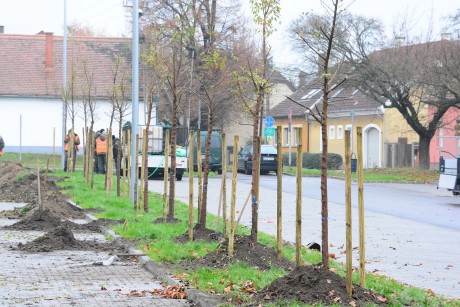 Gyorsan növő, nagy törzsméretű Puszta szileket ültettek az új kórház parkolóba